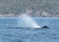 ชุมพร – วาฬบรูด้าโผล่ทัก! ต้อนรับ ผอ.สำนักอุทยานฯ กลางทะเล