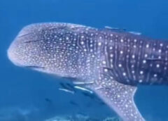 ชุมพร – นทท.แห่สัมผัส “สวรรค์ใต้ทะเลชุมพร” เกาะร้านเป็ด-ร้านไก่ ลุ้นเจอฉลามวาฬ “น้องจุด-น้องพริกไทย” เงินสะพัดทะลุ 20 ล้านช่วงสงกรานต์