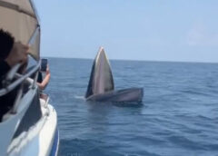 ชุมพร – ฮือฮา! “วาฬบรูด้า” พี่ใหญ่แห่งอ่าวไทย โผล่ต้อนรับ “นายกฯ” โชว์ตัวกลางทะเล สะท้อนความอุดมสมบูรณ์ แหล่งท่องเที่ยวทางทะเลสุดปัง