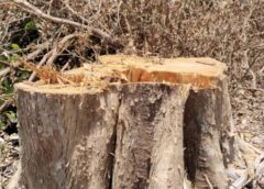 ชุมพร – ช็อก! ขบวนการลอบโค่น “ต้นสักทอง” กลางป่าสงวนชุมพร 50 ต้นเกลี้ยง อ้างเคลียร์นายใหญ่ หลอกชาวบ้านยึดป่า