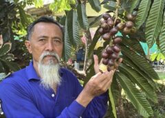 ชุมพร – ลำไยคริสตัลพันธุ์ม่วงจัมโบ้ออกผลผลิตจำนวนมากสร้างความชื่นชอบรสชาติและเศรษฐกิจที่ดีให้กับ ชาวสวนจังหวัดชุมพร