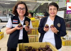 “พาณิชย์ชุมพร–ภูเก็ต” เดินเกมรุก! ดันมังคุดคุณภาพบุกเมืองท่องเที่ยว ลุยตลาดภูเก็ตเต็มสูบ สานต่อ MOU SouthConnect 2026