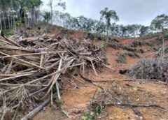 ชุมพร –  ลุยไม่ถอย! บุกยึด “ไม้ตะเคียนทอง-สวนปาล์มเถื่อน” กลางป่าสงวนท่าแซะ แฉบุกรุกป่ากว่า 23 ไร่ เตรียมเชือดผู้กระทำผิดถึงที่สุด
