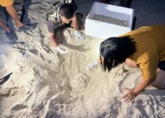 ชุมพร –  สุดตื่นเต้น! พบแม่เต่าทะเลขึ้นวางไข่กลางเกาะทองหลาง อุทยานฯ ชุมพร เร่งย้าย 120 ฟองหนีน้ำทะเล หวังเพิ่มโอกาสฟักเป็นตัว